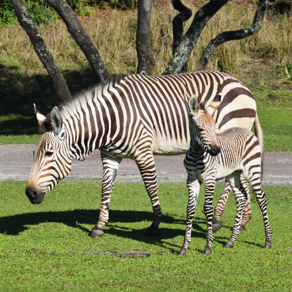 hartmanns zebra asha kilimanjaro safaris disneys animal kingdom 2