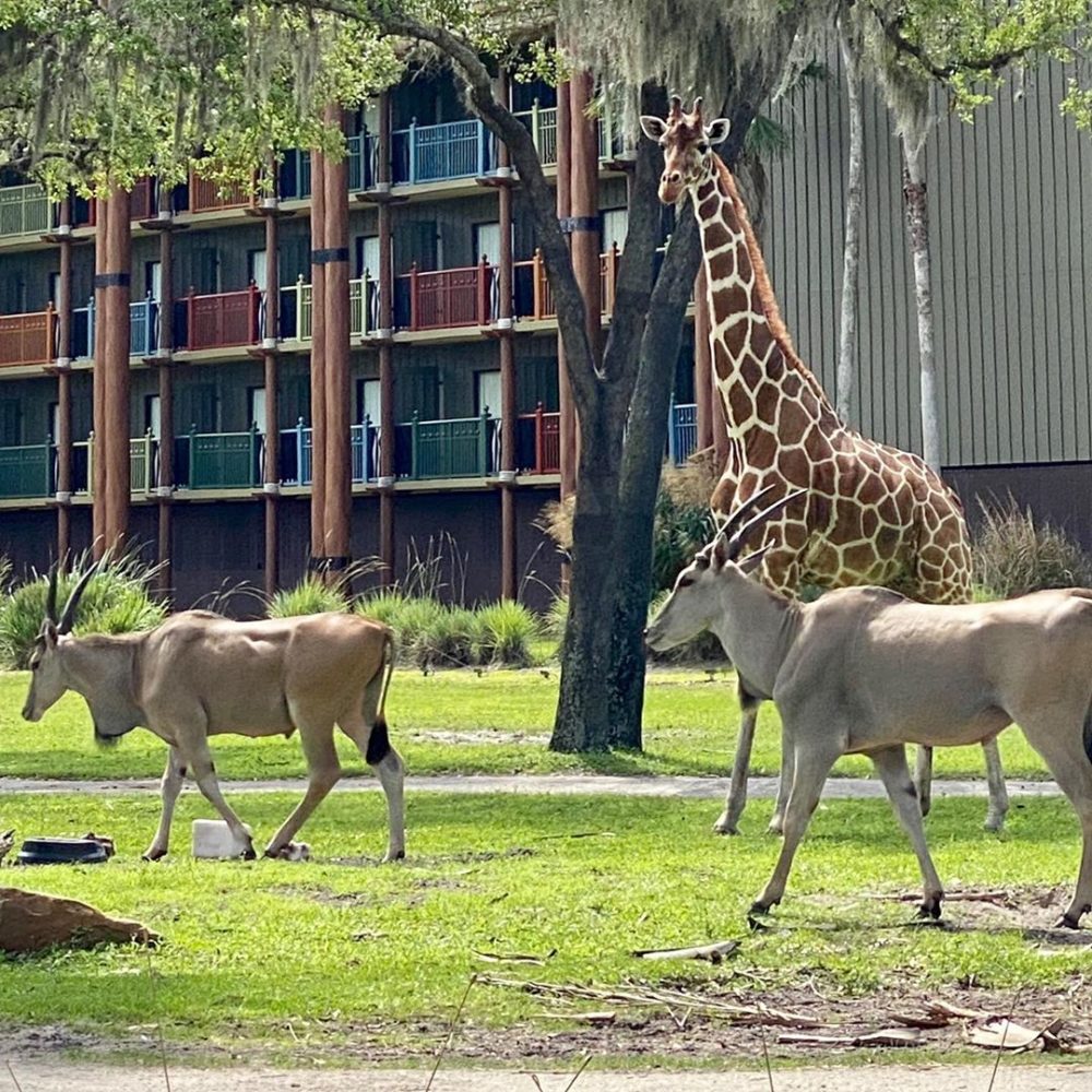 josh damaro disneys animal kingdom lodge 4