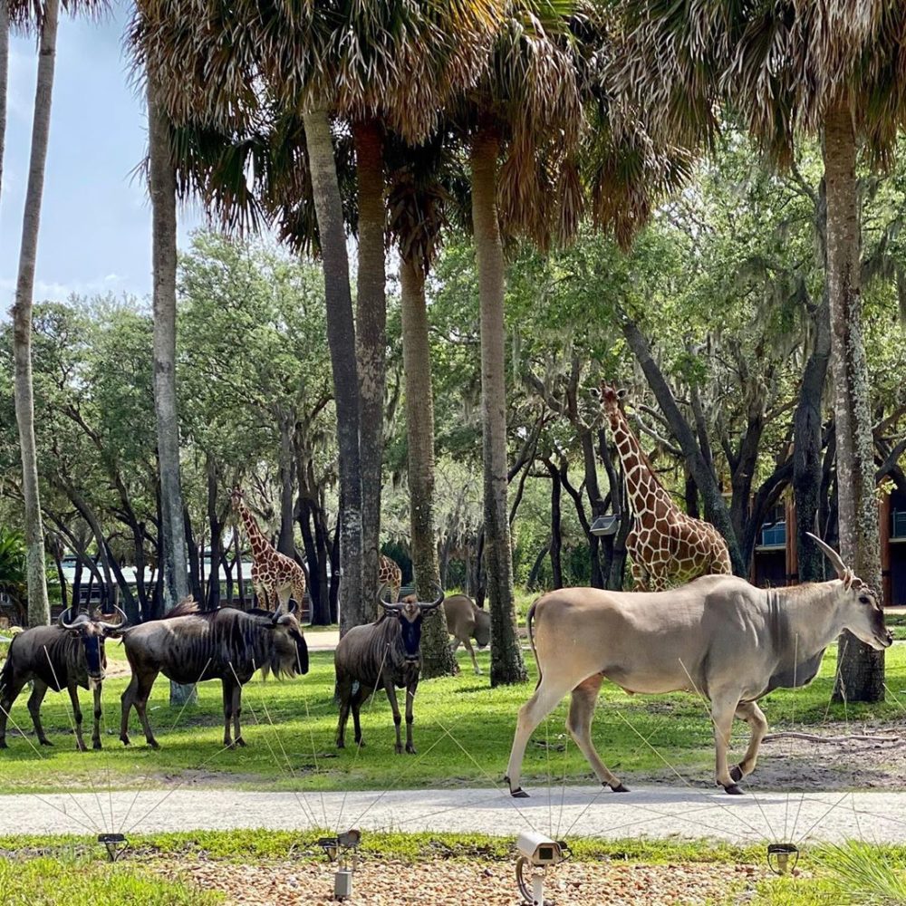 josh damaro disneys animal kingdom lodge 5