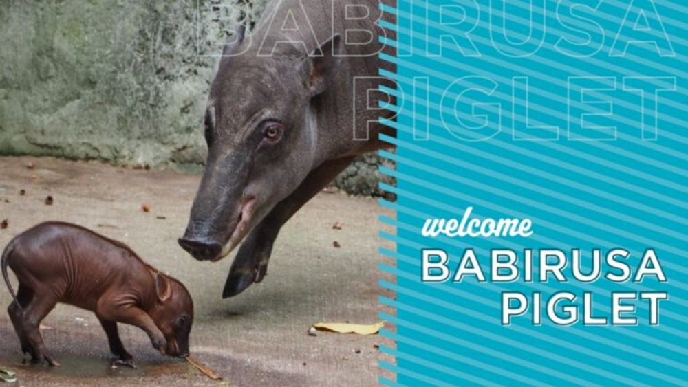 Babirusa Piglet