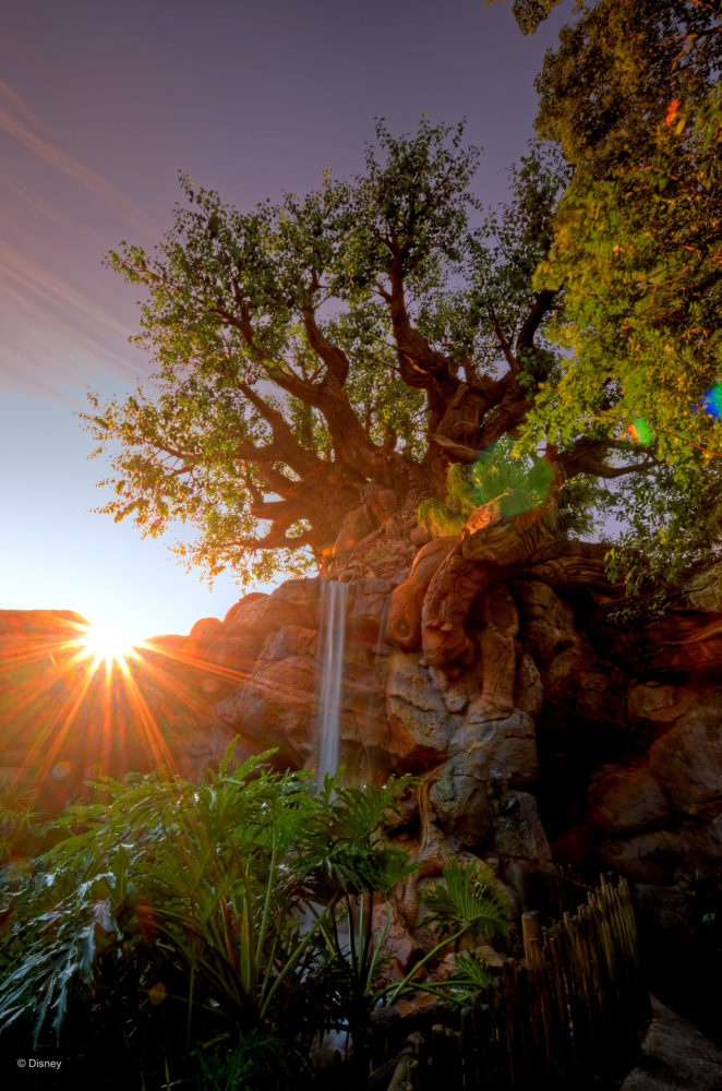 free walt disney world photopass wallpaper tree of life disneys animal kingdom