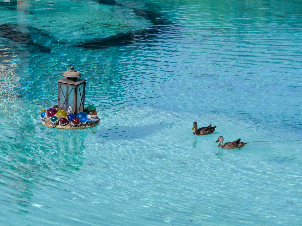 Disney Springs Ducks in Water 6 27 20