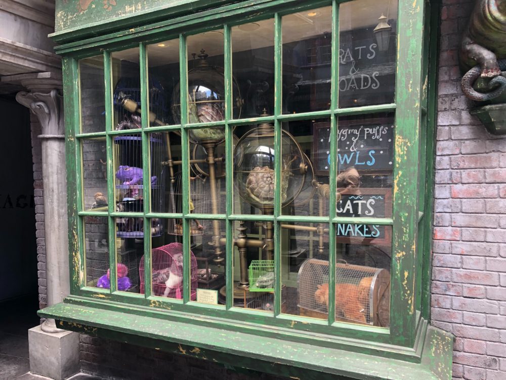 Deux Chats En Or Surveillent L'entrée Harry Potter