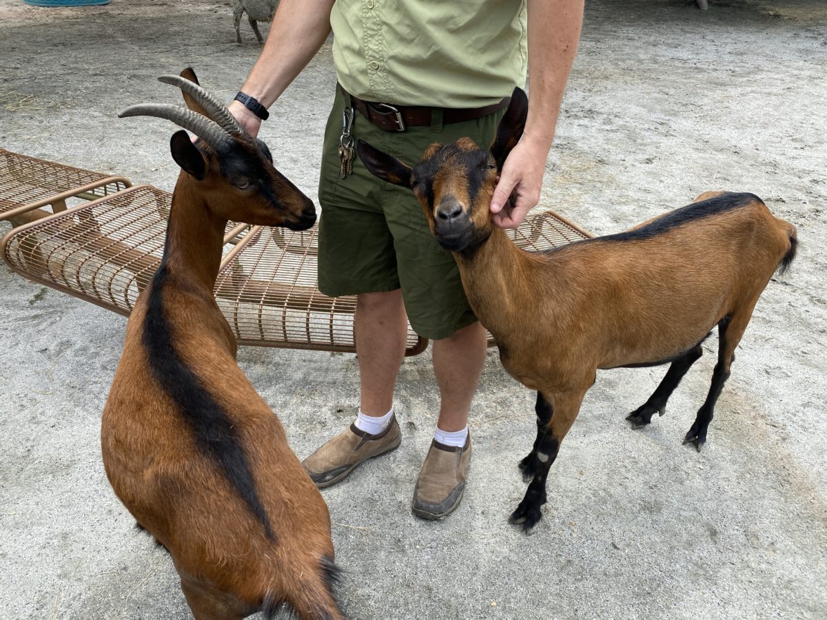 Goat animal kingdom passholder preview day