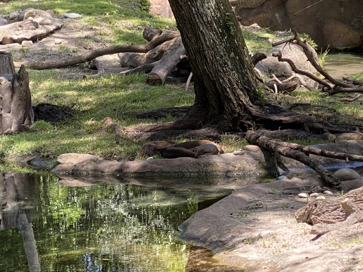 Otters cuddle party animal kingdom 7242020