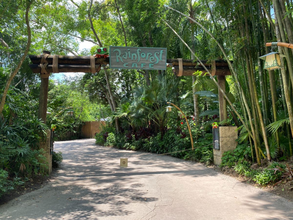 PHOTOS: Rainforest Cafe Reopens at Disney's Animal Kingdom & Disney