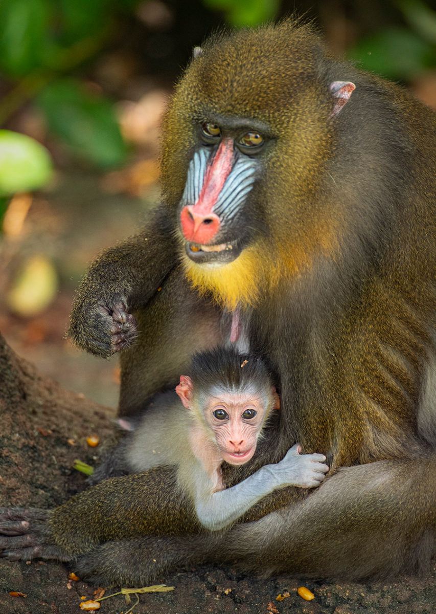 Photos Video Baby Mandrill Born At Disney S Animal Kingdom Wdw News Today