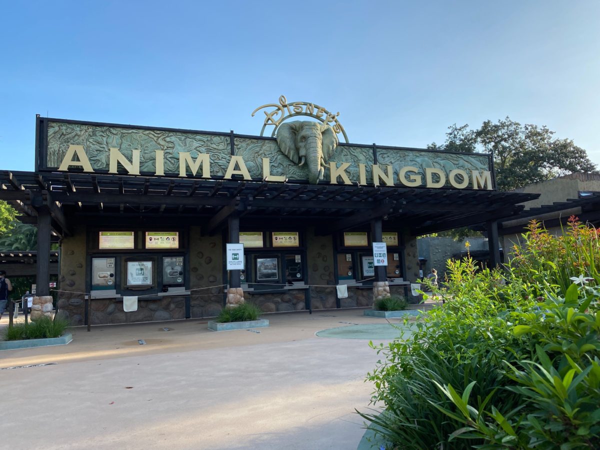 disneys animal kingdom entrance parking lot reopening annual passholder preview 55