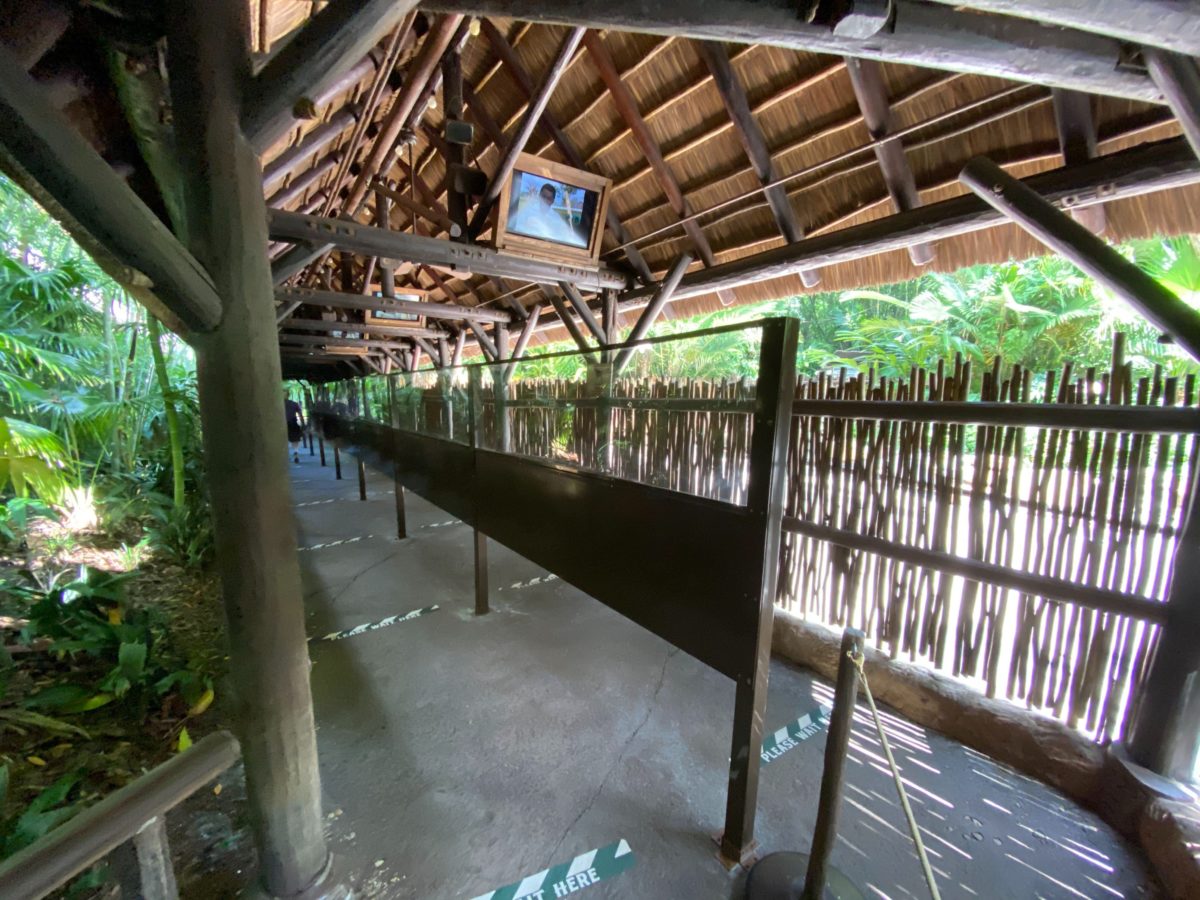 kilimanjaro safari reopening 7