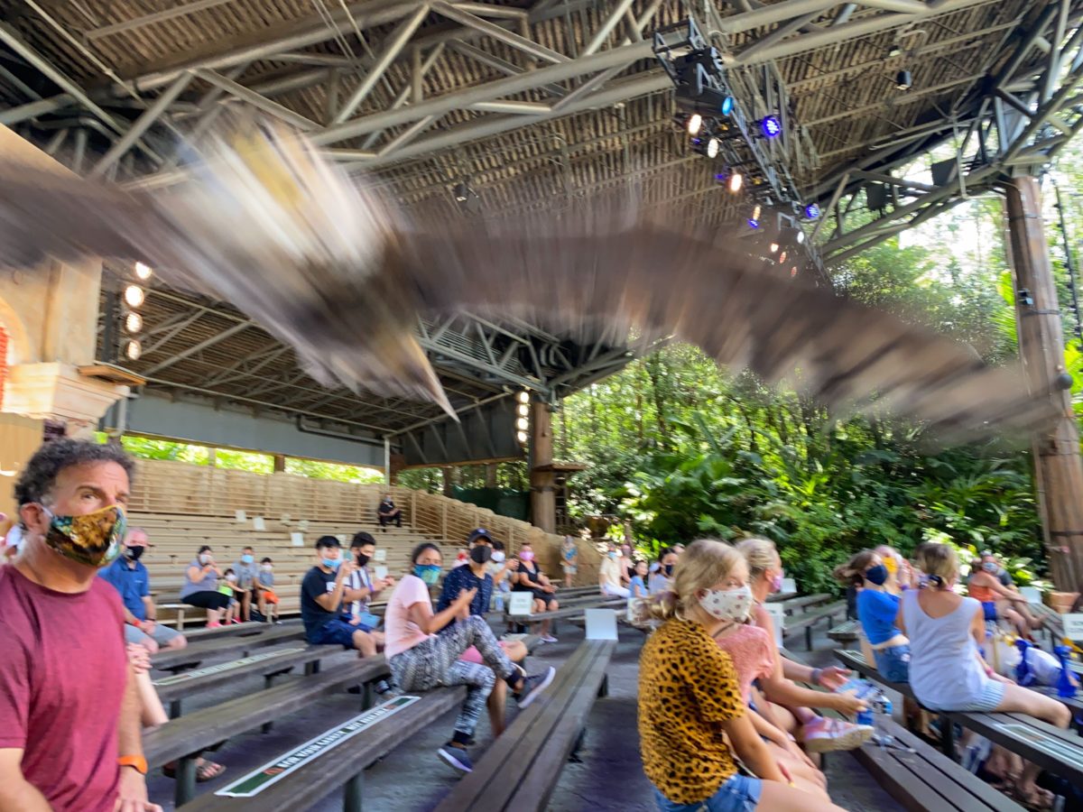 PHOTOS, VIDEO: New Socially Distanced Bird Show "Feathered Friends in