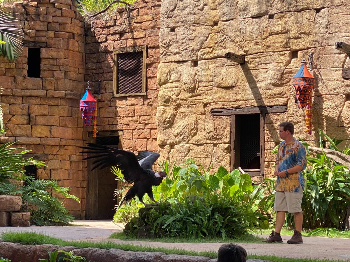 PHOTOS, VIDEO: New Socially Distanced Bird Show "Feathered Friends in