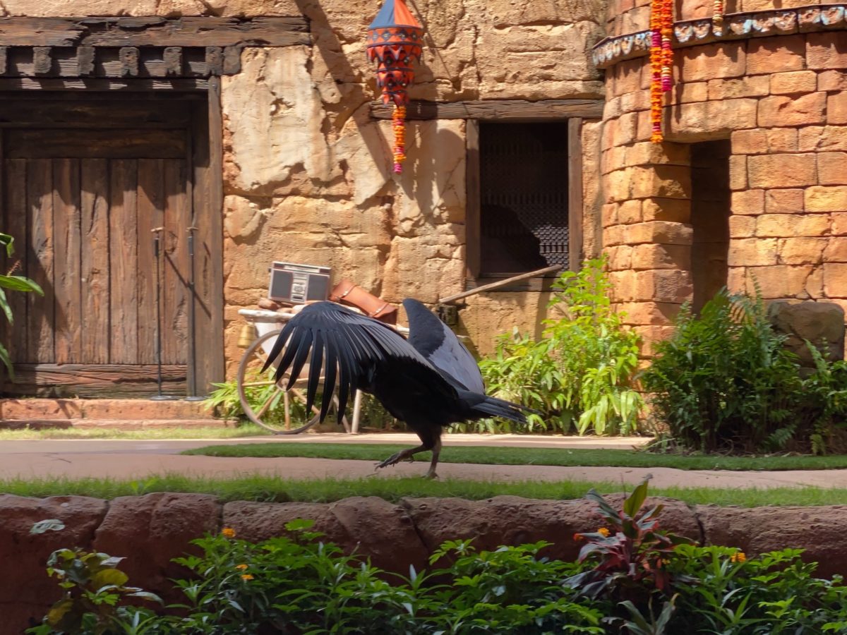 PHOTOS, VIDEO: New Socially Distanced Bird Show "Feathered Friends in